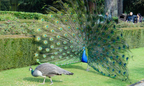 peacock5
